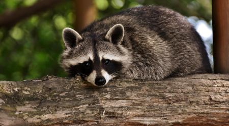 Raccoon sitting in tree branch