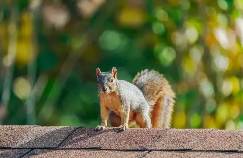 Squirrel