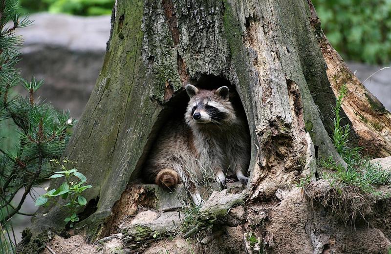 Raccoon in hollowed tree
