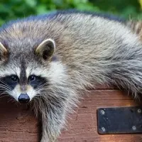 a raccoon on a fence