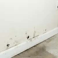 mold in a basement