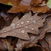 Brown leaf covered in rain droplets