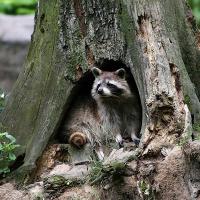 Raccoon in hollowed tree