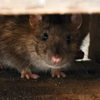 rat