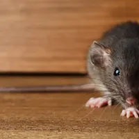 rodent
