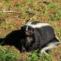 Skunk