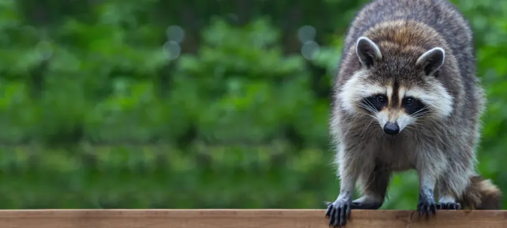 wildlife-control