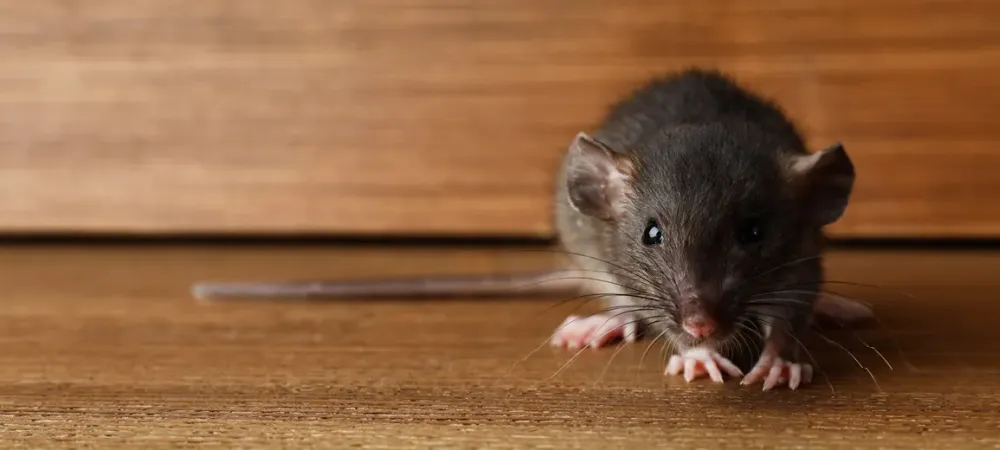 rodent