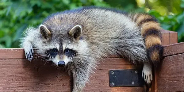 racoon